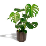 Monstera Deliciosa | Floradamour