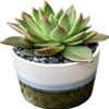 Ombre Succulent Garden - Kremp.com