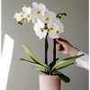 White Orchid with Pot : Colvinco.com