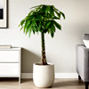 Pachira Aquatica Money Tree : Plants For All Seasons