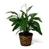 Peace Lily Plant | Fromyouflowers.com