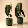 Philodendron Melanochrysum - Plantwarehouse.uk