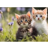 Photo Puzzle - Mein Bildkalender