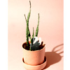 PlantDoc Cactus : PlantDoc