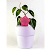PlantDoc Flower | PlantDoc