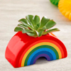 Rainbow Mini Succulent | 1800 Flowers