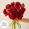 Red Peonies : Bouqs