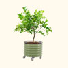 Self Watering Rolling | VegoGarden