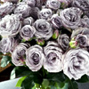 Silver Bliss Flower -  Rosaholics