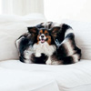 Snuggle Bed : Play Pet Brands