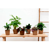 Surprise Box Plant : Greenbubble
