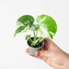 Thai Constellation Plant | Growtropicals.com