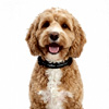 The Essential Collar : The Happy Doodle Company 