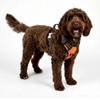 The Explorer Harness - Thehappydoodlecompany.com