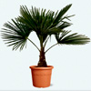 Trachycarpus Fortunei | Green-bubble.com