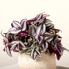Tradescantia Zebrina - Palmcentre.co.uk