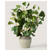 Tropical Leaves Plant - Afloral