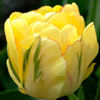 Tulip Akebono | Peternyssen.com
