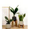 Unkillable Bundle | Prickleplants.co.uk