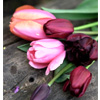 Velvet Tulip : Peternyssen