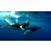 Swimming with Whale Sharks | CancunAdventure