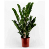 Zamioculcas Zamiifolia (False zamia, ZZ plant ) : Jardintropic
