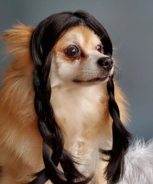Addams Family Cute Pet Braided Wig