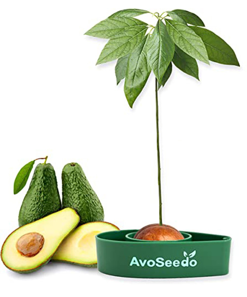 AvoSeedo Avocado Tree Growing Kit