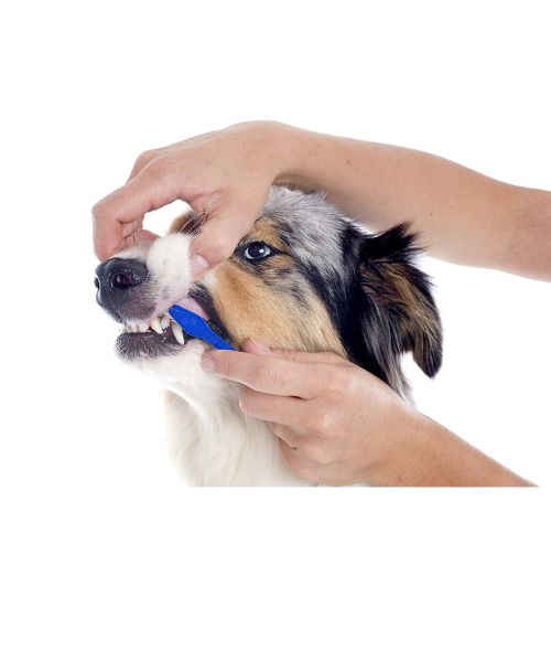 Duke's Pet Products Two-Piece Dog Toothbrush Set