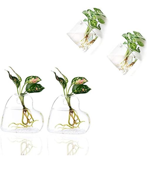 Glass Plant Terrariums