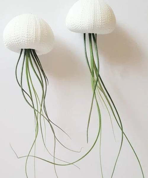 Jellyfish Air Plants in Hand Painted White Shells