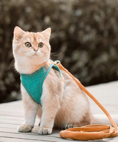 Luminous Escape Proof Cat Vest