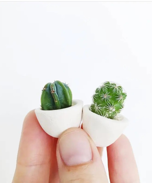 Micro Mini Cactus Kit