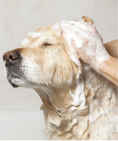 Pet Shampoo For Sensitive Skin