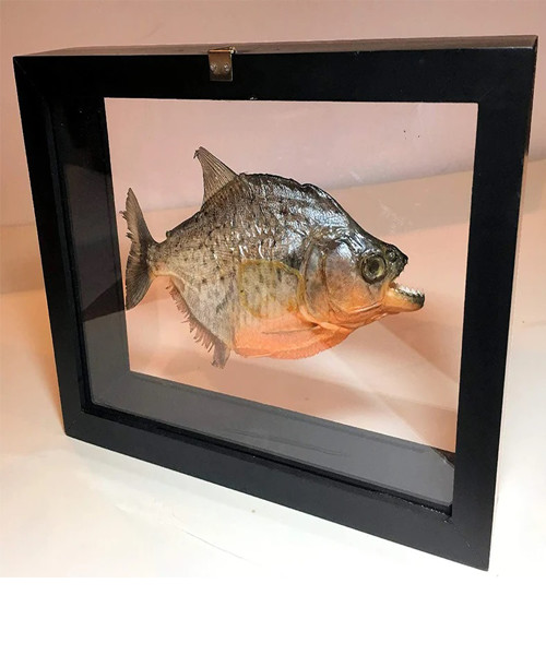 Real Piranha Fish Display
