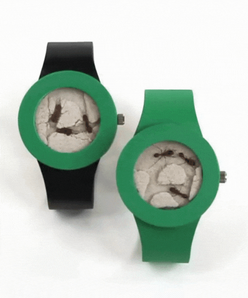 Ant Watch: Live Ants In Your Watch