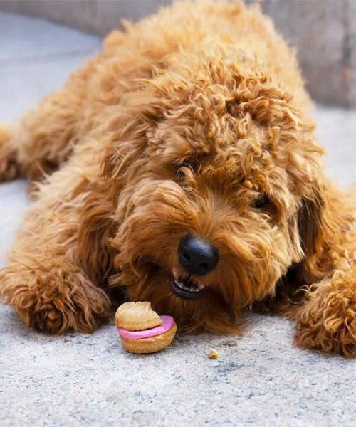 French Macaron Dog Treats