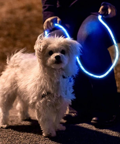 Nitey Leash: Illuminate Your Nighttime Dog Walks with LED