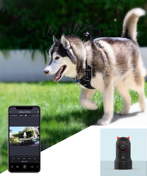 Petnow Smart Pet Pov Camera