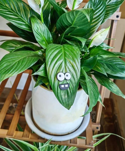 Plant Magnet Eyes For Potted Plants