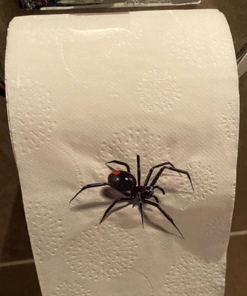 Realistic Spider Toilet Paper Prank
