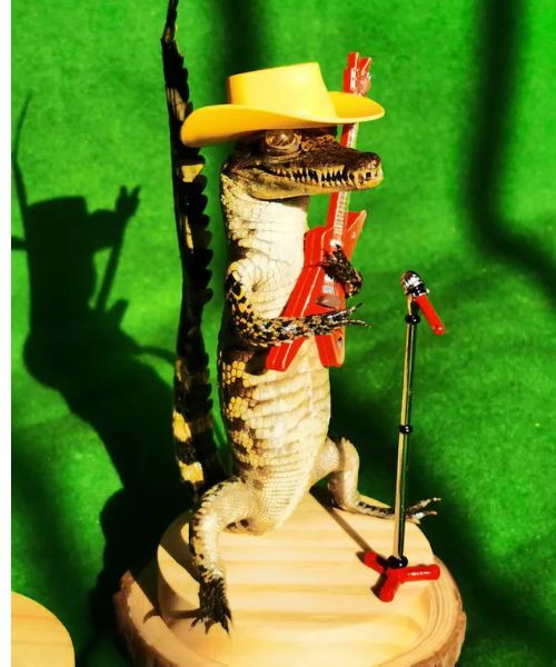 Rocking Alligator Baby Taxidermy With Guitars