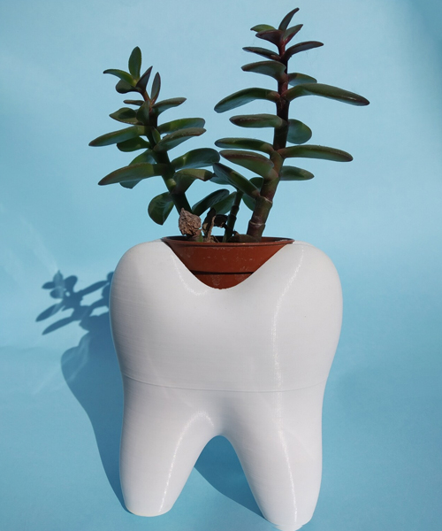  Tooth Planter For Washroom Decor 