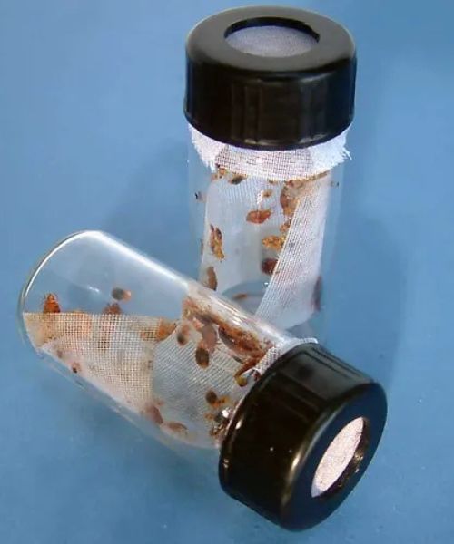 Vials of Bed Bugs